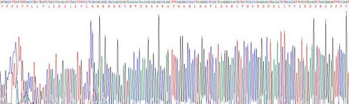 Recombinant Human Dopamine Receptor D2 (DRD2)