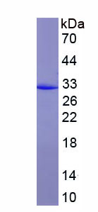 Figure 2. SDS-PAGE