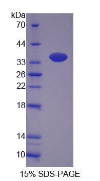 Figure 1. SDS-PAGE