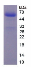 Figure 2. SDS-PAGE