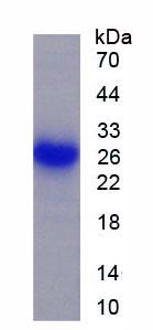 Figure 1. SDS-PAGE