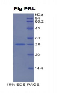 Figure 1. SDS-PAGE