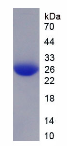 Figure 1. SDS-PAGE