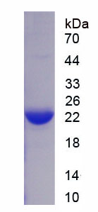 Figure 1. SDS-PAGE
