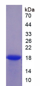 Figure 1. SDS-PAGE