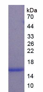 Figure 1. SDS-PAGE