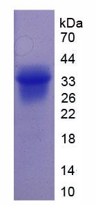 Figure 1. SDS-PAGE