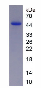Figure 1. SDS-PAGE