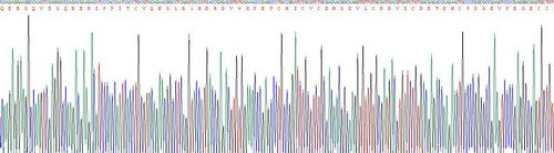 Recombinant Human Procollagen I N-Terminal Propeptide (PINP)