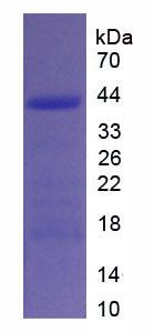 Figure 3. SDS-PAGE