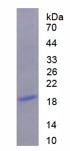 Figure 1. SDS-PAGE