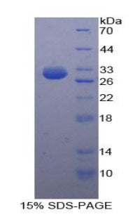 Figure 1. SDS-PAGE