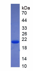 Figure 1. SDS-PAGE