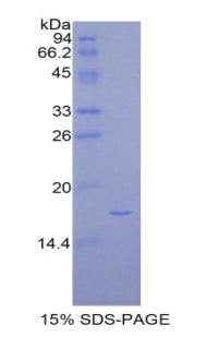 Figure 1. SDS-PAGE