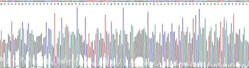 Recombinant Human Bcl2 Associated X Protein (Bax)