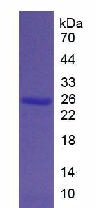Figure 3. SDS-PAGE
