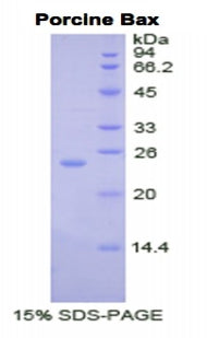 Figure 1. SDS-PAGE