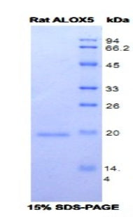 Figure 1. SDS-PAGE