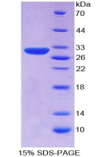 Figure 1. SDS-PAGE