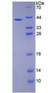 Figure 1. SDS-PAGE