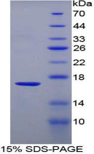 Figure 1. SDS-PAGE