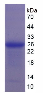 Figure 1. SDS-PAGE