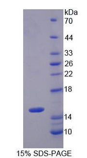 Figure 1. SDS-PAGE