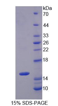 Figure 1. SDS-PAGE