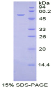 Figure 1. SDS-PAGE