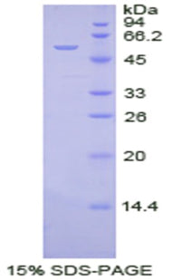 Figure 1. SDS-PAGE