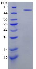 Figure 1. SDS-PAGE