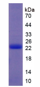Figure 1. SDS-PAGE