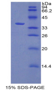 Figure 1. SDS-PAGE