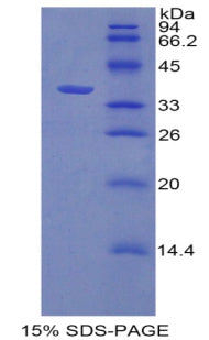 Figure 1. SDS-PAGE