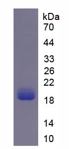 Figure 1. SDS-PAGE
