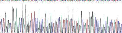 Recombinant Human Matrix Metalloproteinase 25 (MMP25)