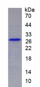 Figure 3. SDS-PAGE