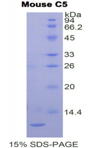 Figure 1. SDS-PAGE