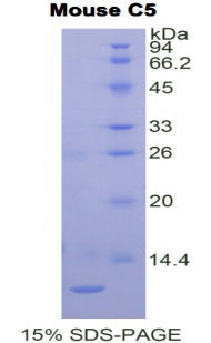 Figure 1. SDS-PAGE