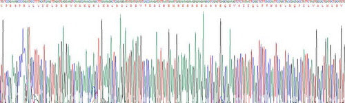 Recombinant Human Glucose Transporter 2 (GLUT2)