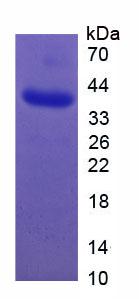Figure 3. SDS-PAGE