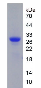 Figure 1. SDS-PAGE