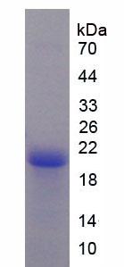 Figure 1. SDS-PAGE