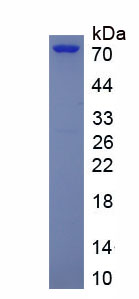 Figure 2. SDS-PAGE