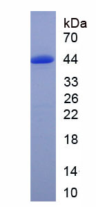 Figure 1. SDS-PAGE