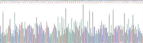 Recombinant Human Y-Box Binding Protein 1 (YBX1)