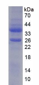 Figure 3. SDS-PAGE