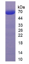 Figure 2. SDS-PAGE
