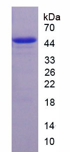 Figure 1. SDS-PAGE