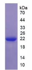 Figure 2. SDS-PAGE
